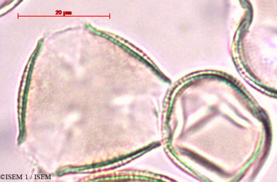 Gleditsia triacanthos - lame n° 29395